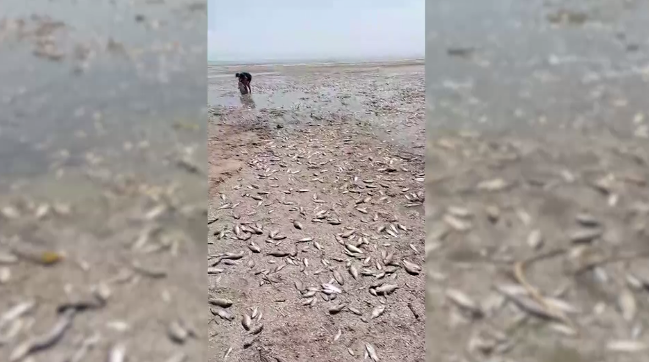 В Днепропетровской области утилизируют рыбу после мора. Скриншот видео